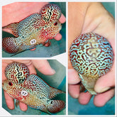 Kamfa Flowerhorn - 17